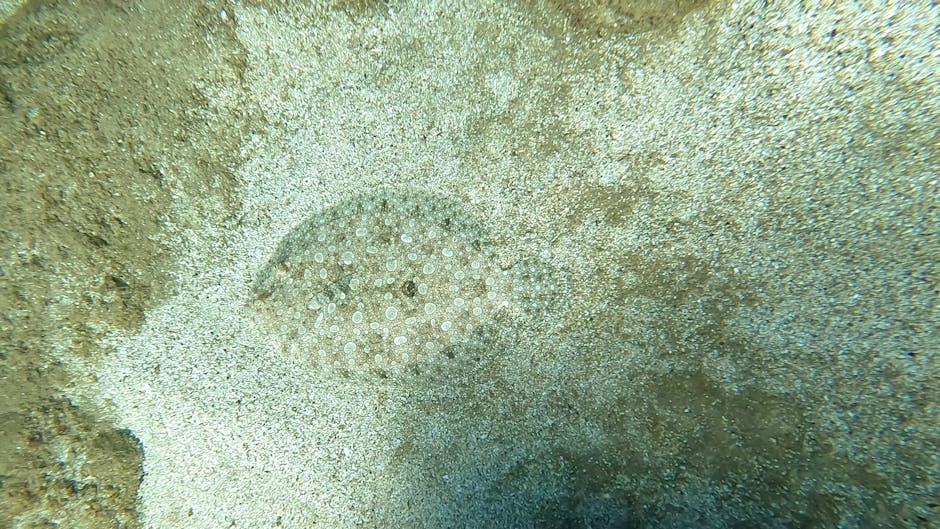 A close-up underwater photograph showing a small, circular, pale yellow sea urchin with numerous tiny spines on its rounded body, partially embedded in light beige sandy ocean floor with scattered fin