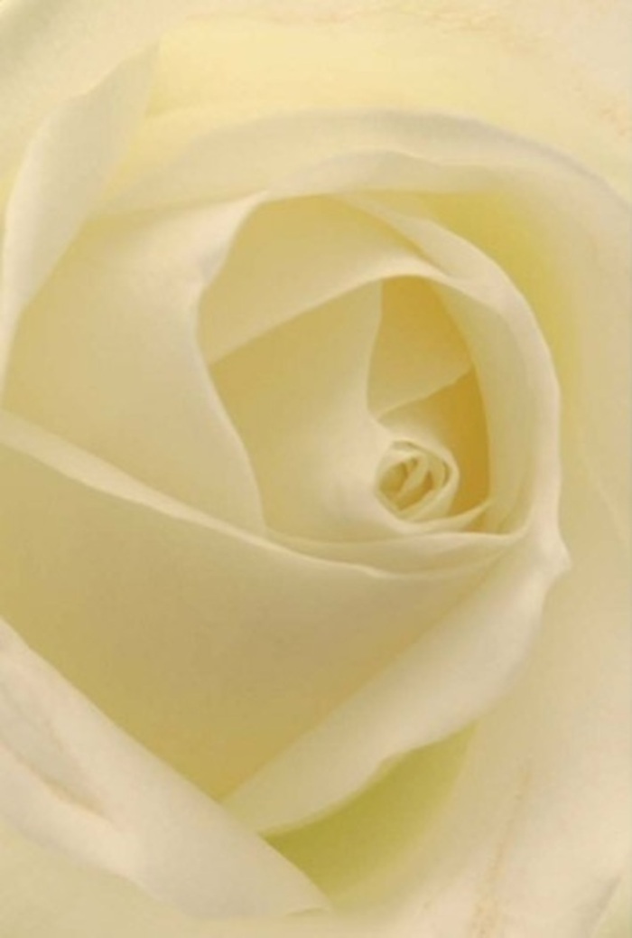 Observed from just above, this classically elegant white rose evokes tranquility and sophistication-two defining notes of Barnet's own floral sensibility. Each petal, perfectly spiraled and smooth to the eye, reveals gentle gradients of white and cream, blending together beneath a softened overhead light reminiscent of a late afternoon near Hadley Woods. The interplay of shadow and illumination makes every fold appear internally lit, as though the rose itself glows with quiet assurance. For a local florist, such a bloom is the embodiment of heartfelt intention; it could serve as a touching wedding centerpiece at a nearby High Barnet chapel, a symbol of pure romance for a Park Road anniversary, or a sincere apology expressed with understated elegance. Close scrutiny reveals just a hint of gentle fragrance-a serene, fresh note that is as appropriate for solemn moments of remembrance as for joyous beginnings. The meticulous arrangement and natural perfection of each layered petal reflect both the innate wisdom of nature and the dedication of Barnet's expert florists, offering a floral gesture as pure as the emotions it represents.